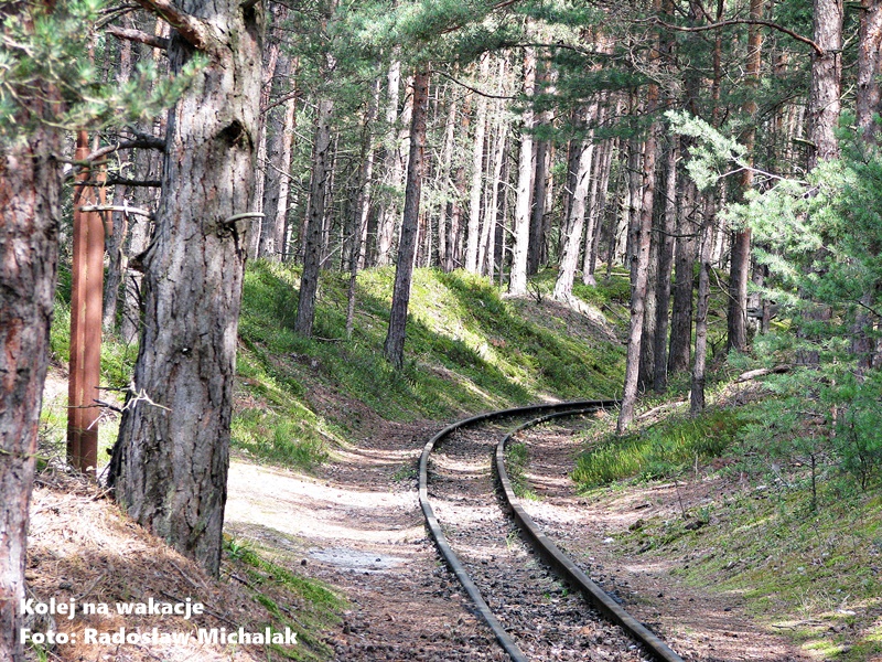 Perspektywa biegnących w dal wąskich szyn kolejowych, otoczonych przez gęsty las iglasty. Torowisko jest porośnięte mchem i igliwiem, a światło słoneczne przebija się przez korony drzew, tworząc cienie na piaszczystym podłożu między podkładami.