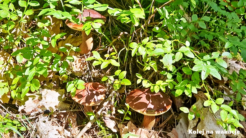 Brązowe kapelusze podgrzybków na tle leśnej ściółki i igliwia. Jantar.