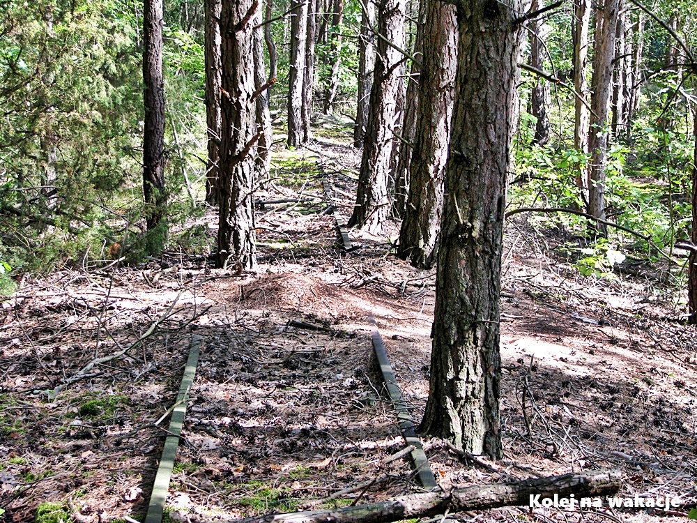 Drzewo między torami - Puszcza Kampinoska.