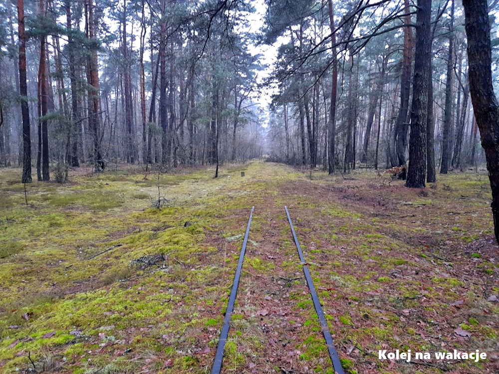Puszcza Kampinoska jesienią - urwany tor.