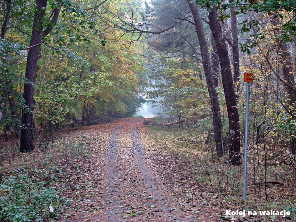 Zbliżamy się do Piasków - szlak rowerowy warto przemierzać również jesienią.