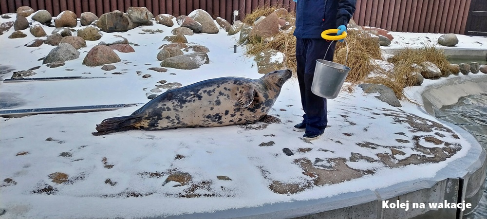 Opiekunka karmi foki w Fokarium na Helu podczas pokazowego treningu