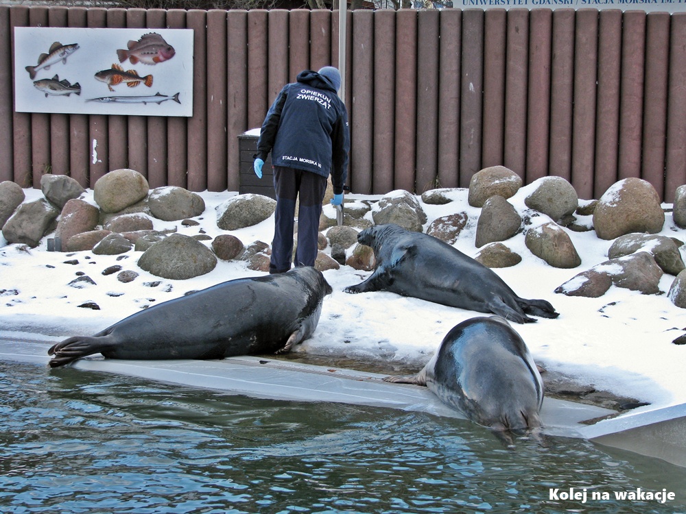 Pracownik fokarium w niebieskim stroju karmi foki szare.