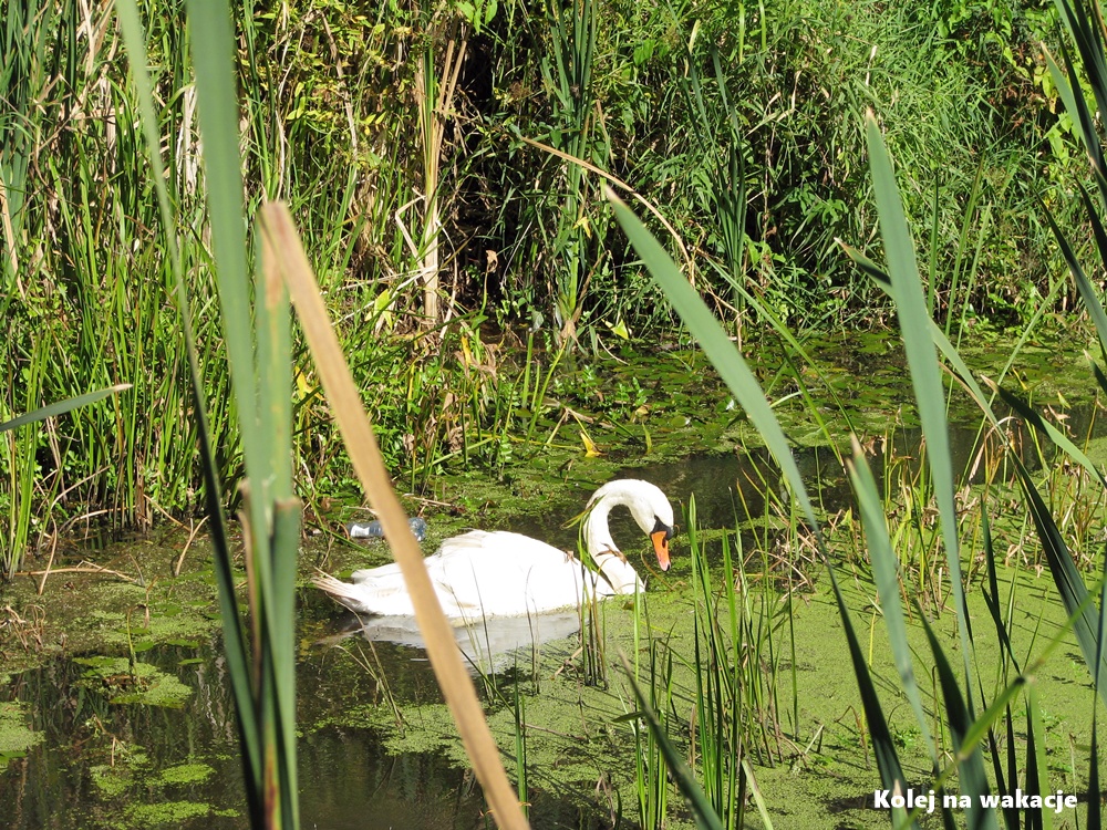 Biały łabędź płynący po rzece Łasicy w miejscowości Tułowice, zdjęcie wykonane podczas postoju pociągu retro.