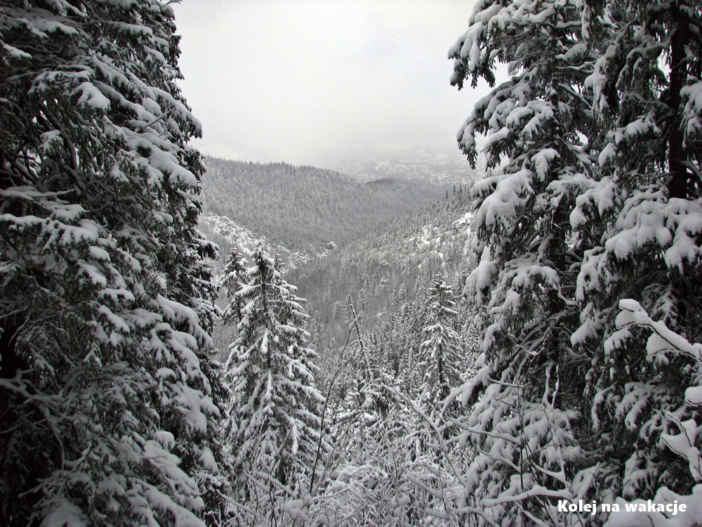 Zaśnieżone zbocza Tatr i ośnieżone choinki zimą, widok górskiego krajobrazu w białej scenerii.