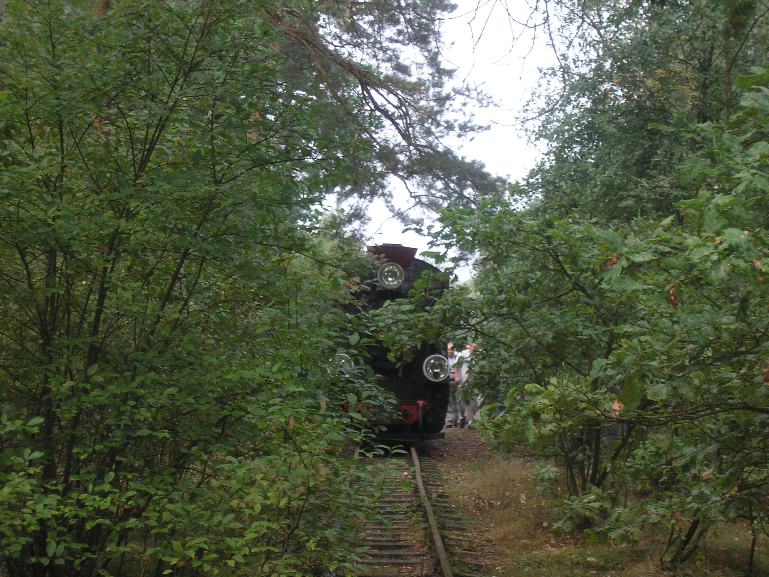 Puszcza Kampinoska: Śladem wąskotorówki - Px29