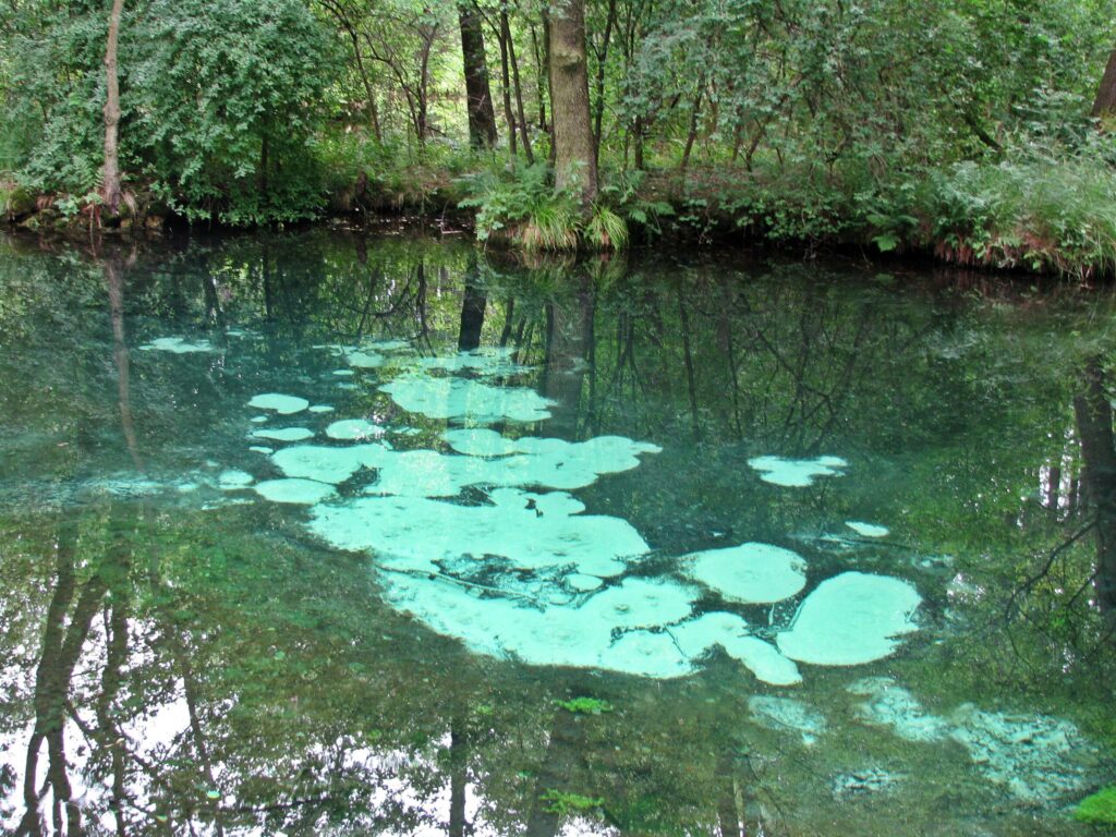 Turkusowe wody wywierzysk krasowych w rezerwacie przyrody Niebieskie Źródła w Tomaszowie Mazowieckim otoczone lasem.
